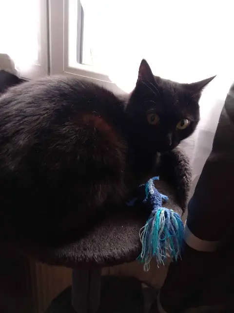 chatte lost   02440 Montescourt-Lizerolles Ebene