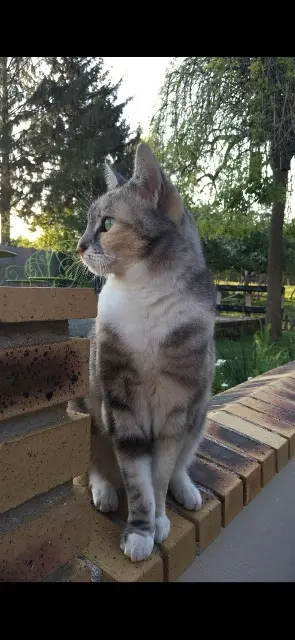 chatte lost   02400 Château-Thierry Era