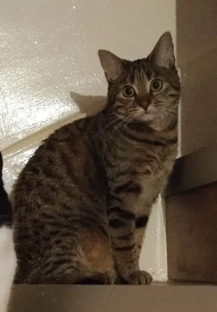 chatte lost   02190 Juvincourt-et-Damary Freyja