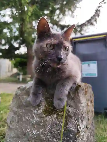 Chatte Perdue 02 Aisne - Helga Chatte Perdue 02 Aisne - Helga