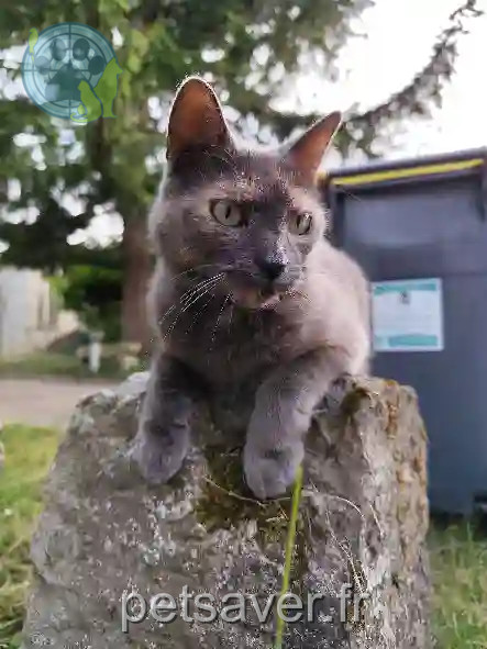 Chatte Perdue 02 Aisne - Helga Chatte Perdue 02 Aisne - Helga