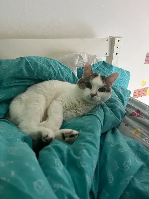 chatte lost   02190 Prouvais Judie