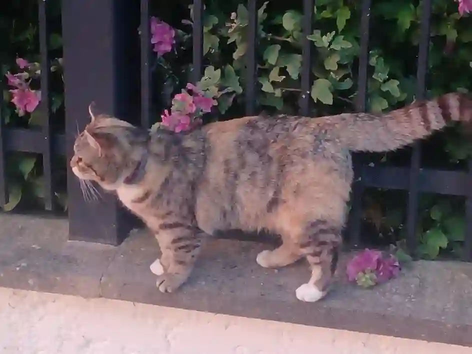Chatte Perdue 02 Aisne - Louna Chatte Perdue 02 Aisne - Louna