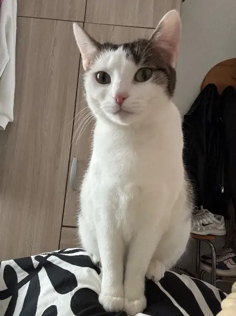 chatte lost   02400 Essômes-sur-Marne Luna