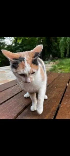 chatte lost   02310 Crouttes-sur-Marne Luna