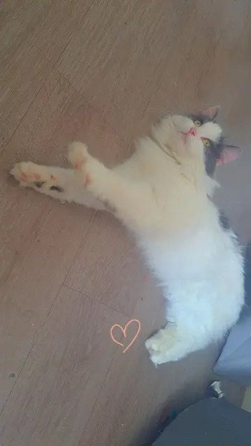 chatte lost   02000 Laon Luna