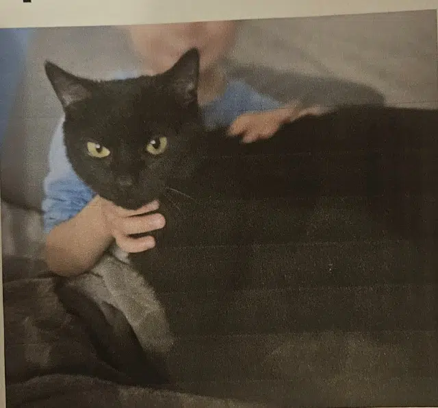 chatte lost   02840 Coucy-lès-Eppes Lyli