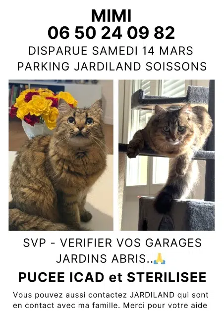 chatte lost   02200 Soissons Mimi