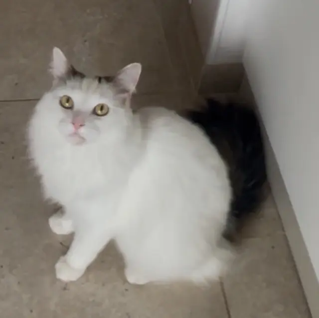 chatte lost   02450 Boué Mimoute