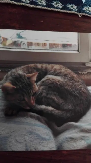 chatte lost   02370 Vailly-sur-Aisne Minette