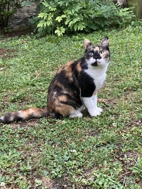 chatte lost   02000 Laon Minette