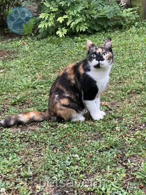kat vermist 02000 Laon Minette kat lost 02000 Laon Minette