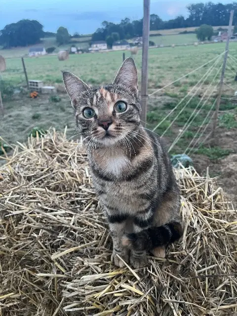 chatte lost   02700 Deuillet Minou