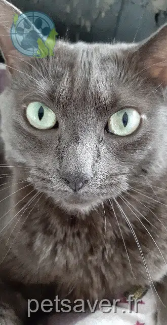 gata lost 02700 Tergnier Moumoune