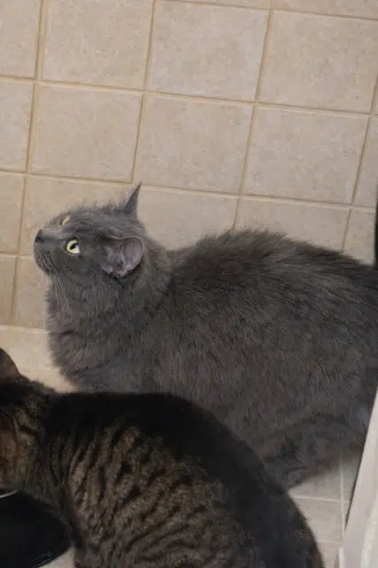 chatte lost   02000 Laon Nala