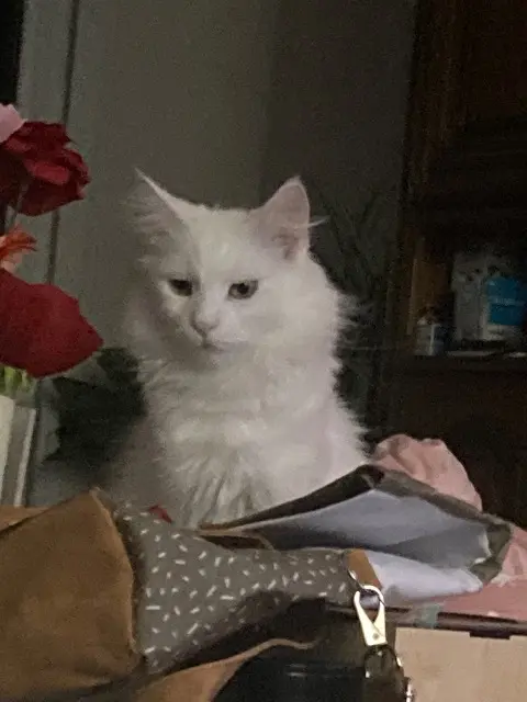 chatte lost   02600 Villers-Cotterêts Neige
