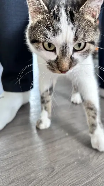 chatte lost   02300 Chauny Nezuko