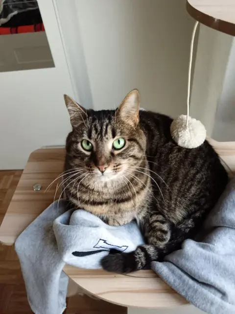 chatte lost   02190 Aguilcourt Nina