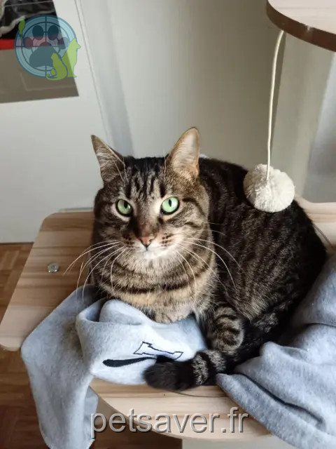 Katze vermisst 02190 Aguilcourt Nina Katze lost 02190 Aguilcourt Nina