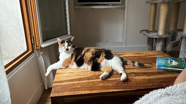 chatte lost   02850 Trélou-sur-Marne Ola