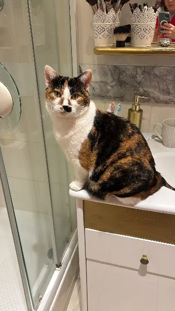 chatte lost   02850 Trélou-sur-Marne Ola