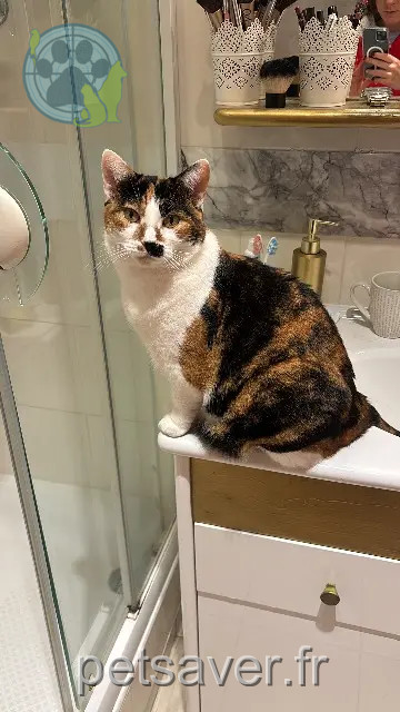 kat vermist 02850 Trélou-sur-Marne Ola kat lost 02850 Trélou-sur-Marne Ola