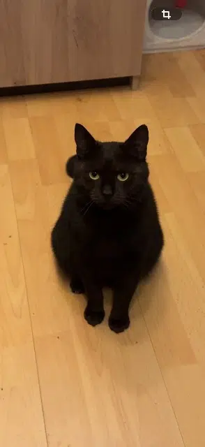 chatte lost   02320 Vauxaillon Patty