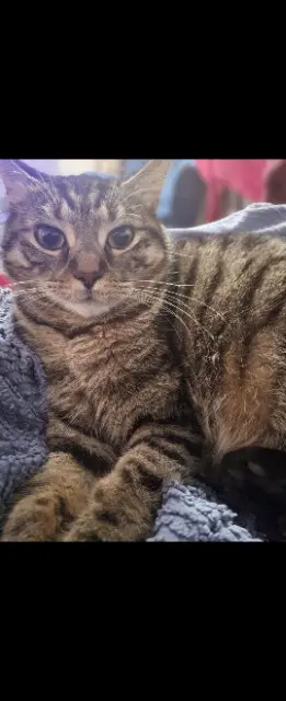 chatte lost   02100 Saint-Quentin Chimmy