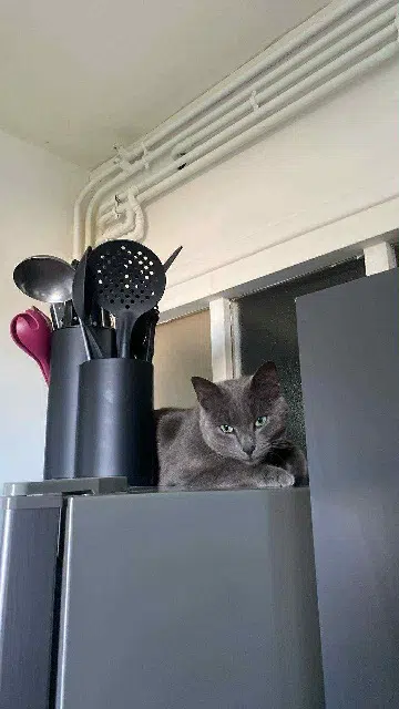 chatte lost   02100 Saint-Quentin Daysi