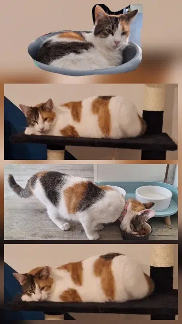 chatte lost   02100 Saint-Quentin Grifouille