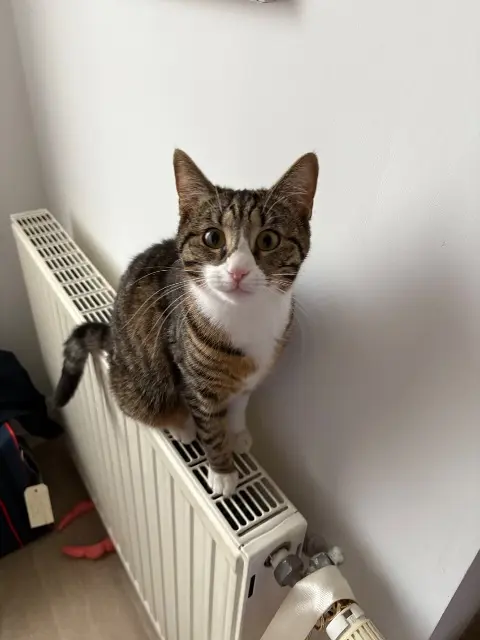 chatte lost   02100 Saint-Quentin kitty