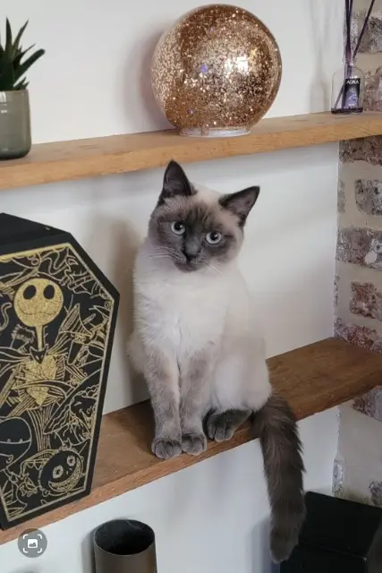 chatte lost   02100 Saint-Quentin Marguerite