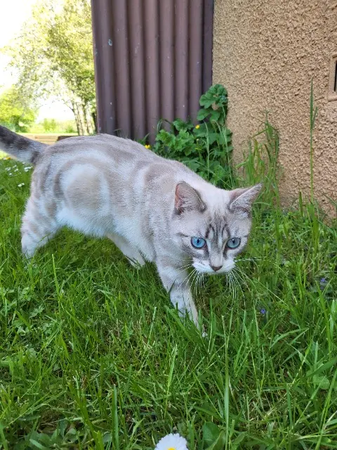 chatte lost   02100 Saint-Quentin Pearl