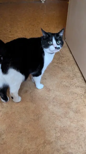 chatte lost   02100 Saint-Quentin Pioupiou