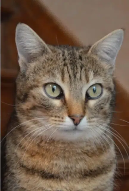 chatte lost   02100 Saint-Quentin Romy