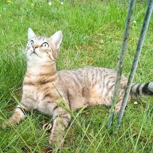 chatte lost   02100 Saint-Quentin Romy
