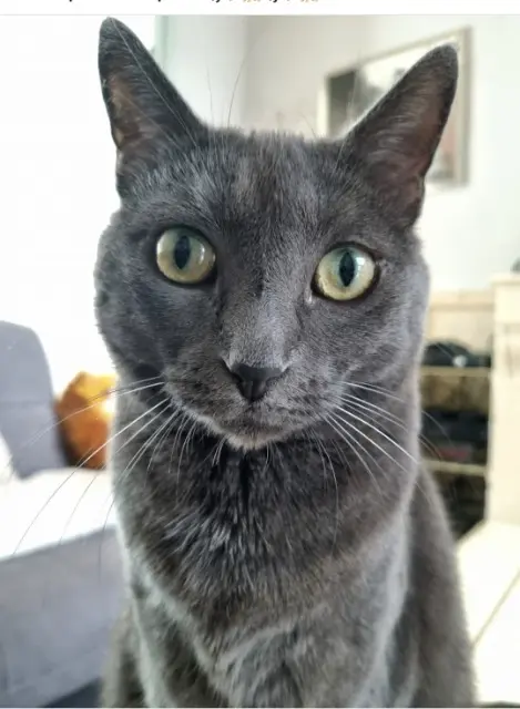 chatte lost   02100 Saint-Quentin Blue