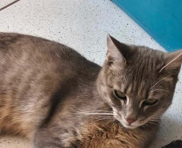 chatte lost   02100 Saint-Quentin Caline