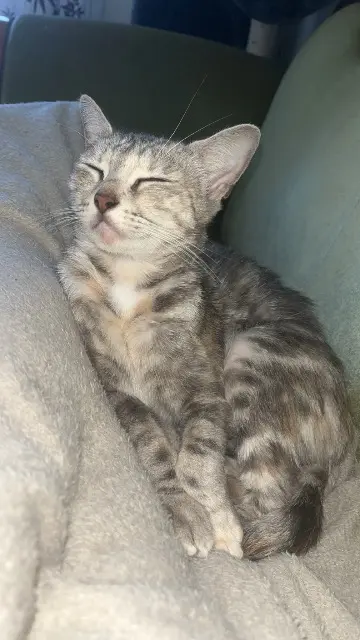 chatte lost   02100 Saint-Quentin Celeste