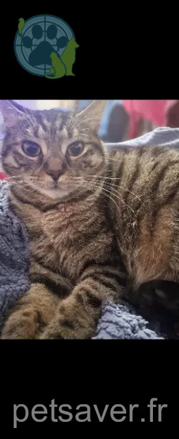 Katze vermisst 02100 Saint-Quentin Chimmy Katze lost 02100 Saint-Quentin Chimmy