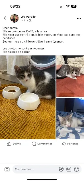 chatte lost   02100 Saint-Quentin Daya