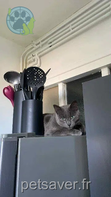 chatte lost   02100 Saint-Quentin Daysi