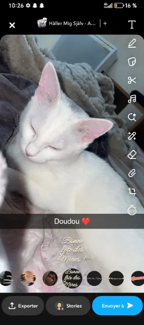 chatte perdue 02100 Saint-Quentin Doudou chatte lost 02100 Saint-Quentin Doudou