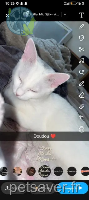 kat vermist 02100 Saint-Quentin Doudou kat lost 02100 Saint-Quentin Doudou