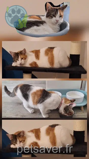 chatte lost   02100 Saint-Quentin Grifouille