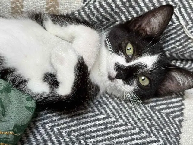 chatte lost   02100 Saint-Quentin Happy