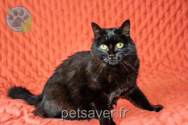 gatta lost 02100 Saint-Quentin Hyris