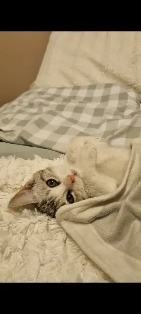 chatte lost   02100 Saint-Quentin Mitaine