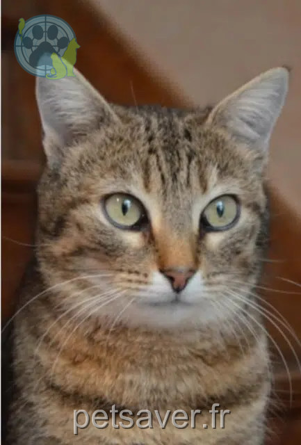 chatte lost   02100 Saint-Quentin Romy