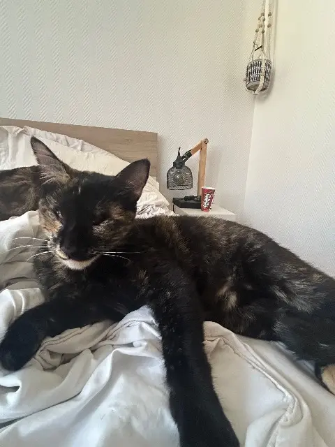 chatte lost   02310 Romeny-sur-Marne Sakura